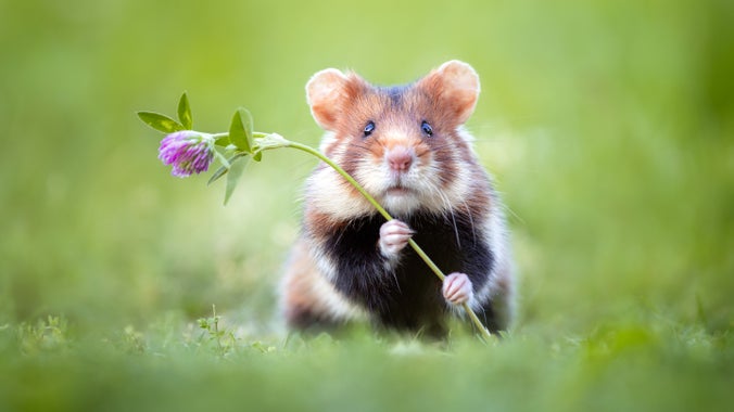 A hamster in a green field clutching a stem with a purple flower at the end. One of the images for IGPOTY competition 18.